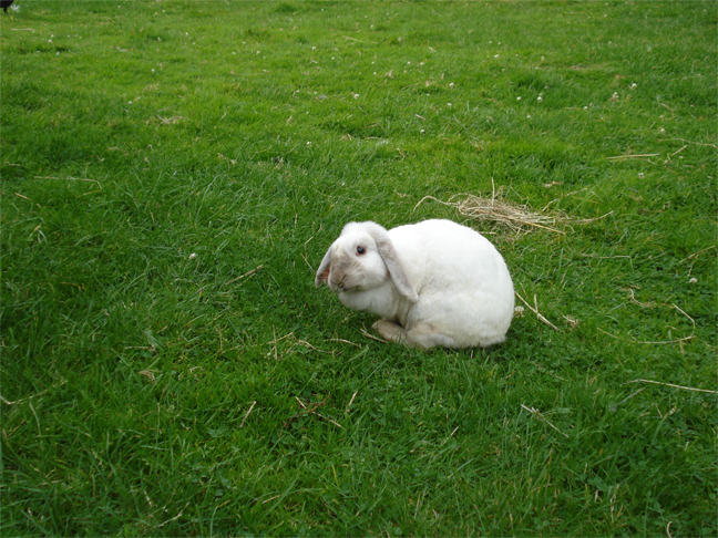 kleine huisdieren